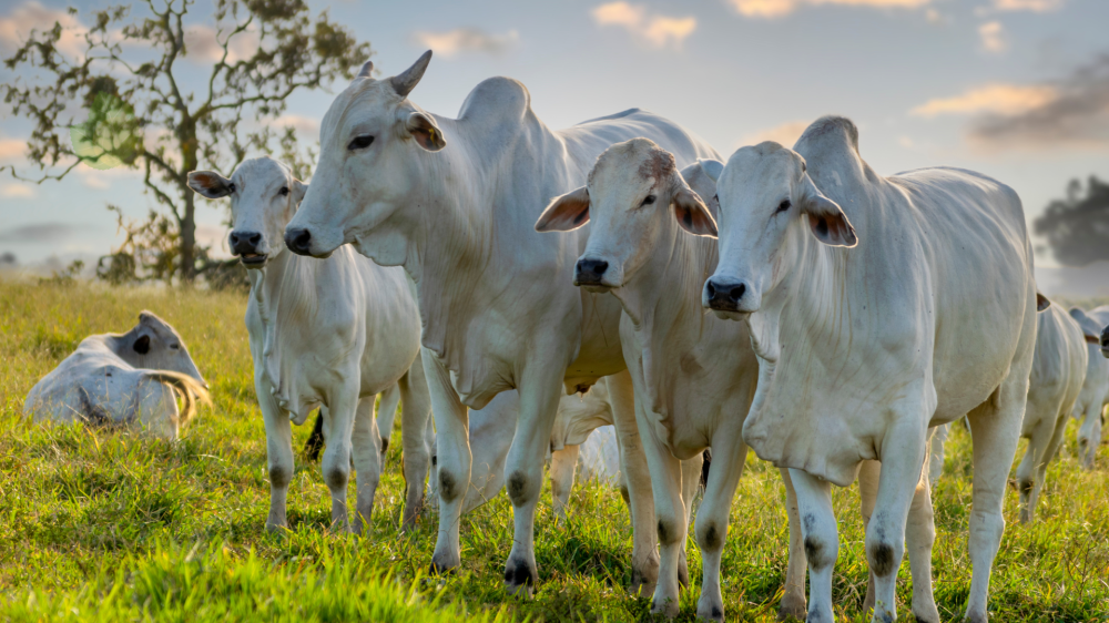 Soja mantém estabilidade em MS, milho sobe e proteínas animais desvalorizam