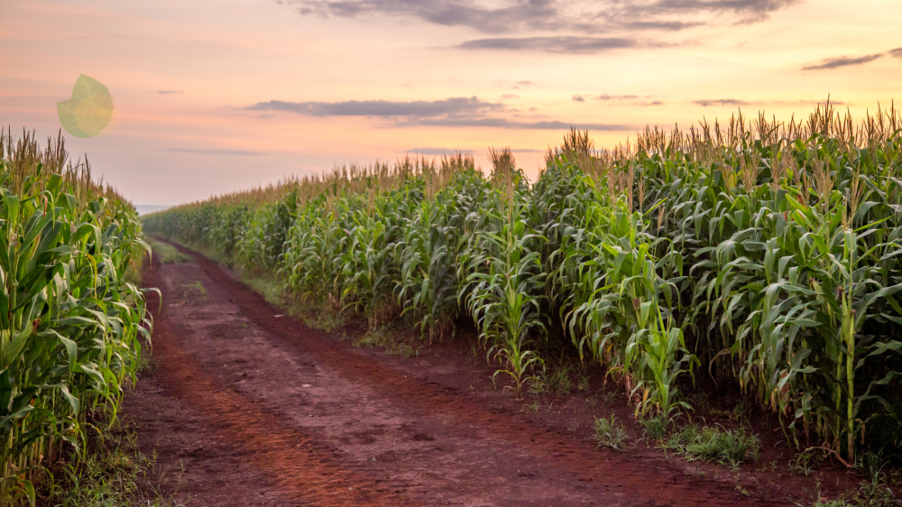 Soja estável e milho em alta leve no mercado agro de Mato Grosso do Sul