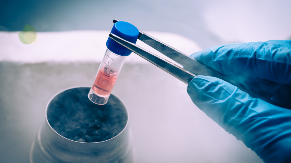 Cientistas chineses anunciam cura pioneira da diabetes com transplante de células-tronco
