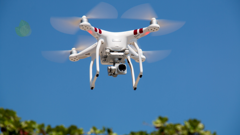 Tecnologia permite estimar peso de gado no pasto com drones e inteligência artificial