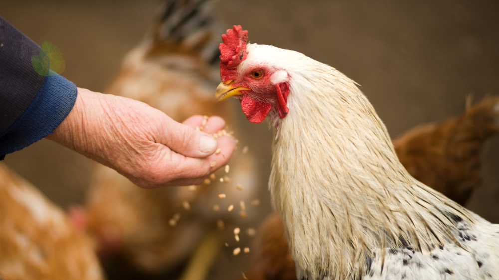 MS tem queda na soja e estabilidade em milho e frango