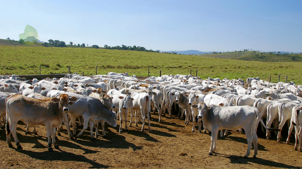 Cenário estável no agro de MS com cotações competitivas e dicas de investimento