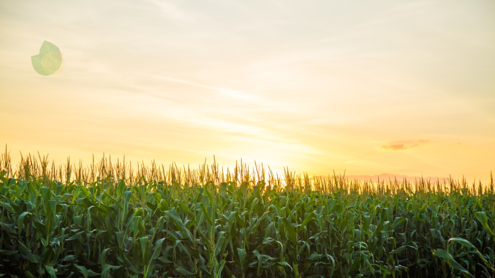 Mercado agro de ms mostra estabilidade em 12 de junho com influências globais