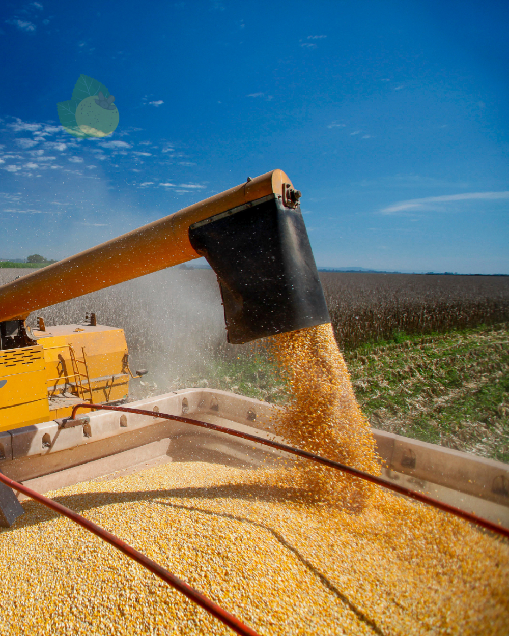 A Importância do seguro agrícola para garantir a safra de milho safrinha