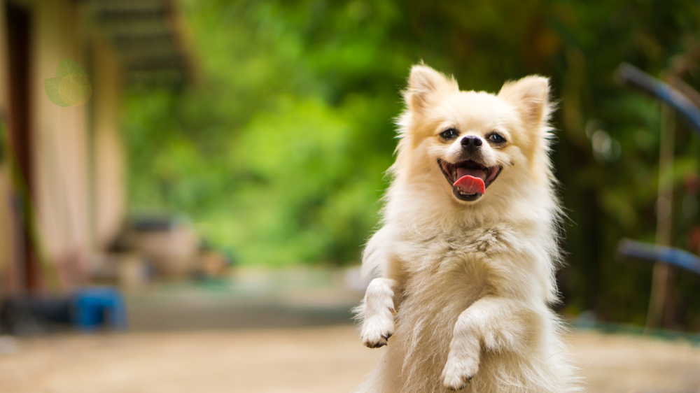 Medicina veterinária inova com multimodal para doenças articulares em cães