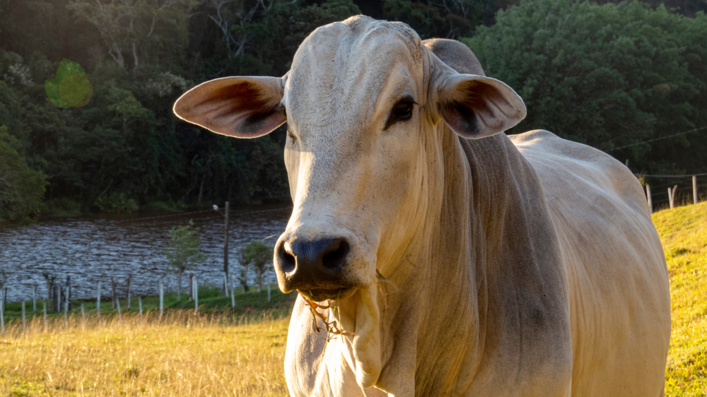 Por que o ultrassom está mudando tudo na produção de carne no brasil?