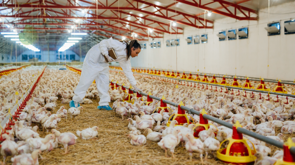 Preços de boi, soja e frango oscilam com colheita e exportações aquecidas