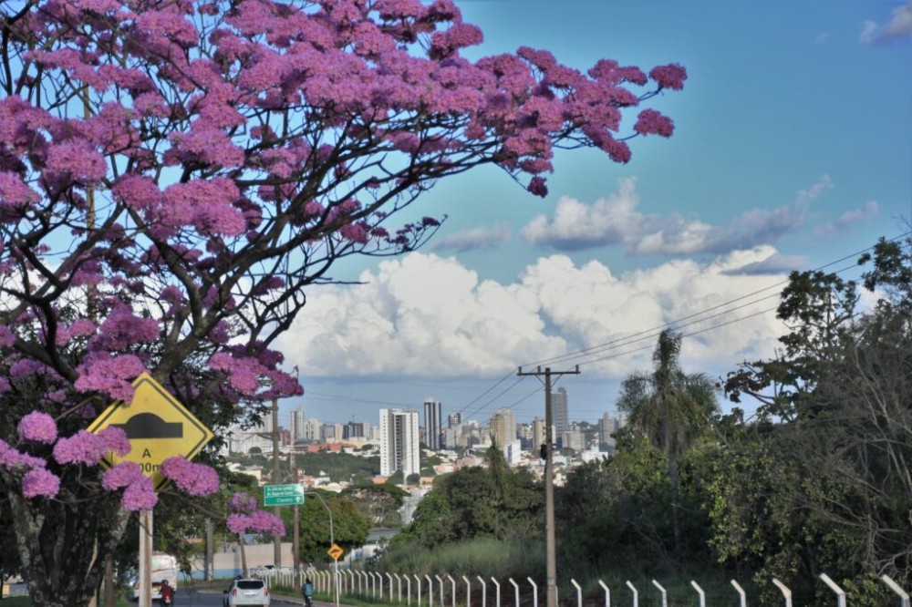 Plano de Arborização Urbana: Oficina Regional acontece em Campo Grande