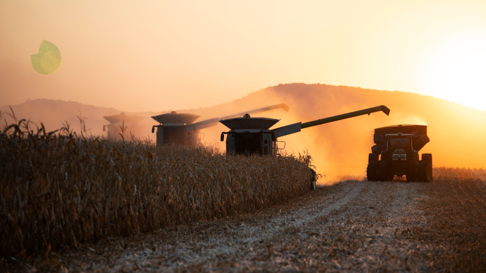 Colheita final e clima seco influenciam cotações e produtividade em MS
