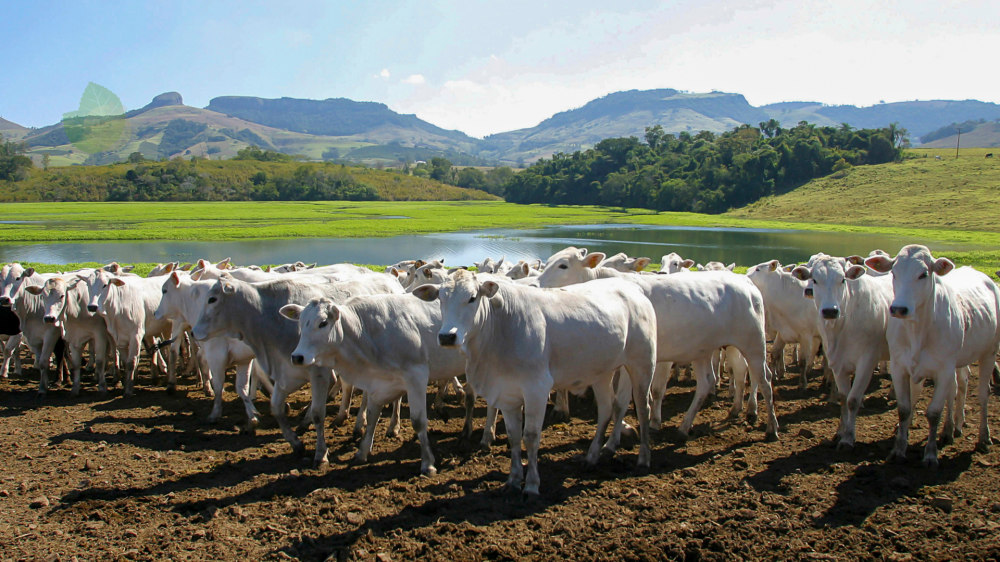 Mercado agrário segue estável com logística favorável e exportações em alta
