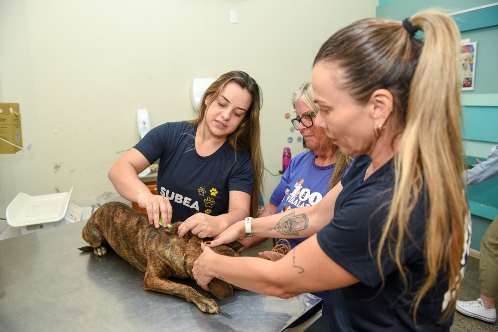 Subea alerta para prevenção após dois casos de brucelose canina