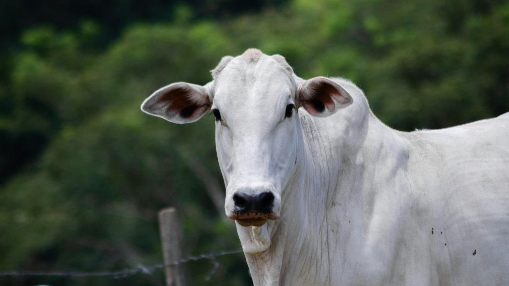 Cotações estáveis de soja e carne refletem sazonalidade e condições favoráveis ao escoamento