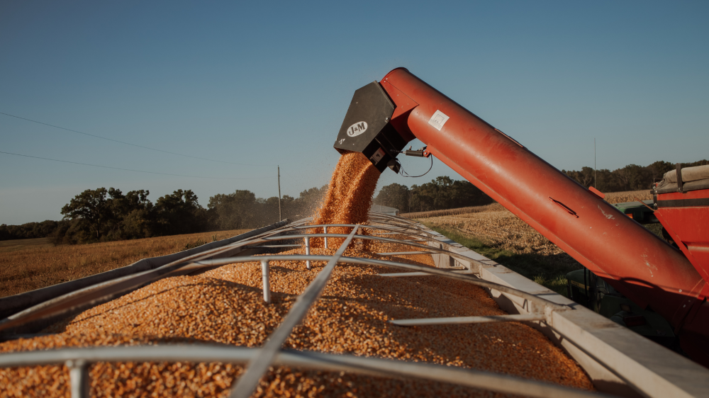Clima seco favorece escoamento e estabilidade no mercado agropecuário de MS
