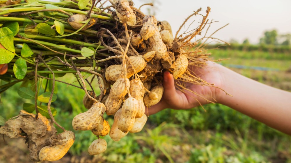 Cultivo de amendoim cresce com diversificação agrícola e coloca Mato Grosso do Sul como destaque nacional