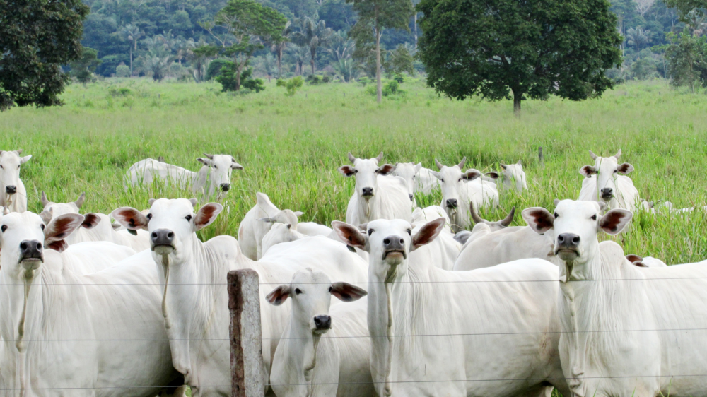 MP-MS investiga maus-tratos a quase 200 bovinos em fazenda de dourados