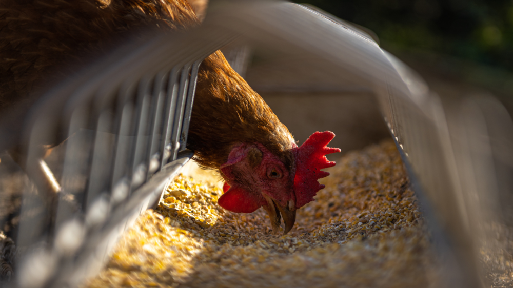 Soja lidera cotações em MS, gado sobe; milho e frango equilibrados