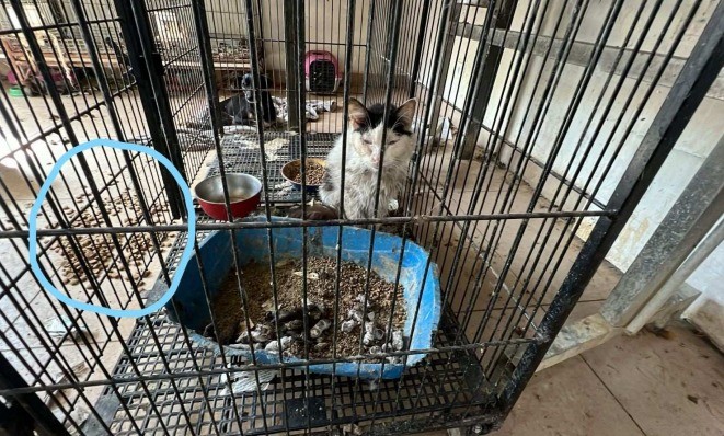 MPMS entra com ação civil para salvar 200 animais de abandono e maus-tratos