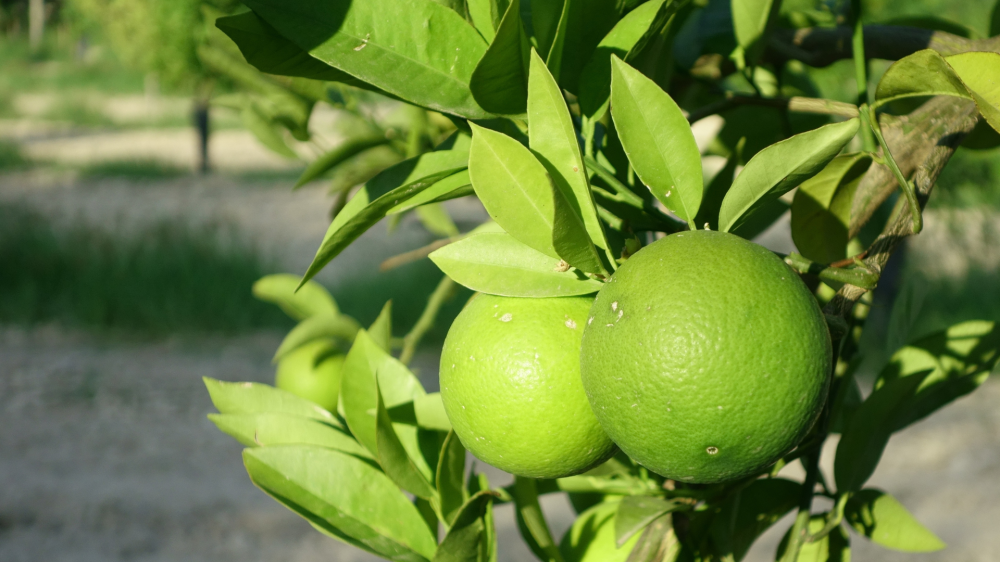 Tarifa dos EUA ameaçam o futuro da laranja em Sidrolândia