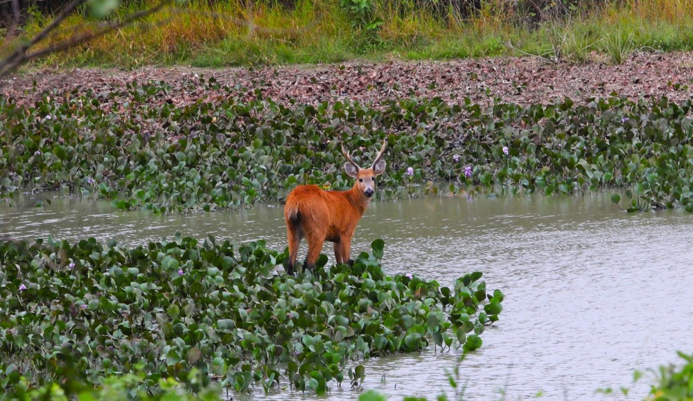 Gestão Riedel aloca R$ 30 mi ao PSA Conservação para preservar o Pantanal