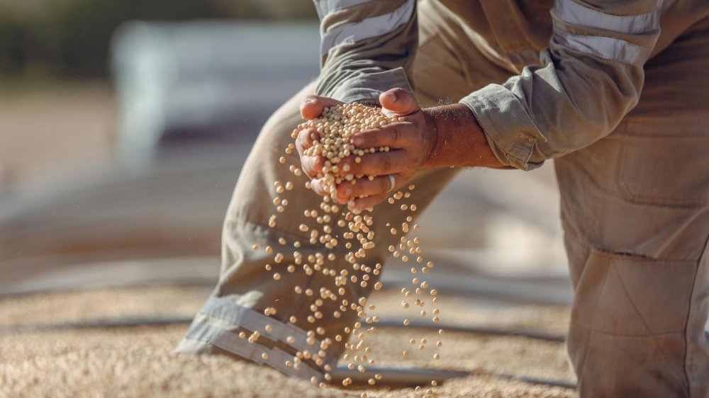 Agropecuária de MS começa sexta com cotações equilibradas e soja em alta