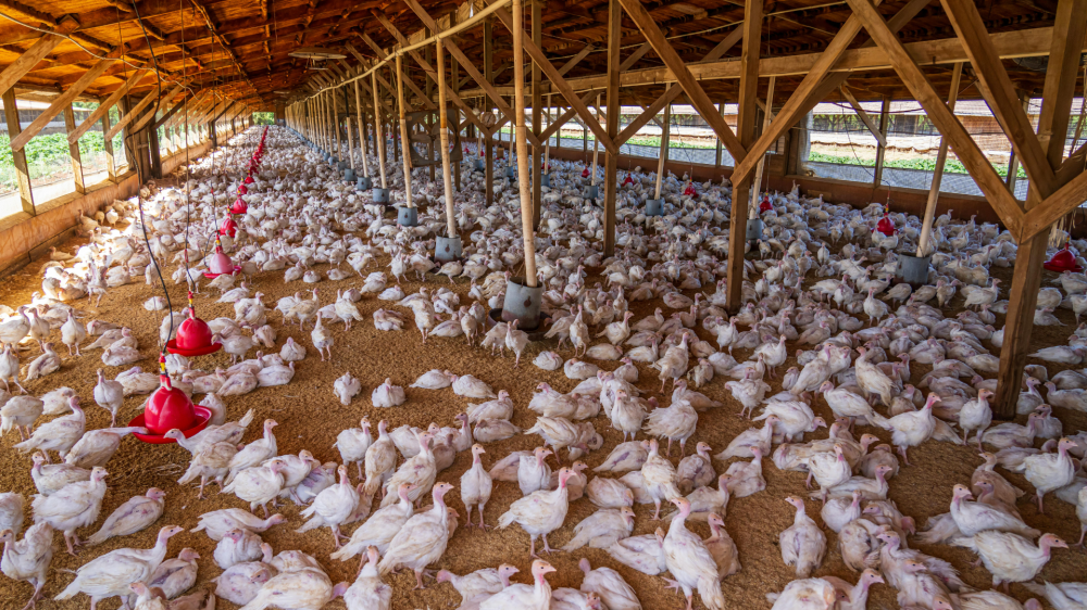 Mercado agro de Mato Grosso do Sul abre sábado firme, com soja em destaque