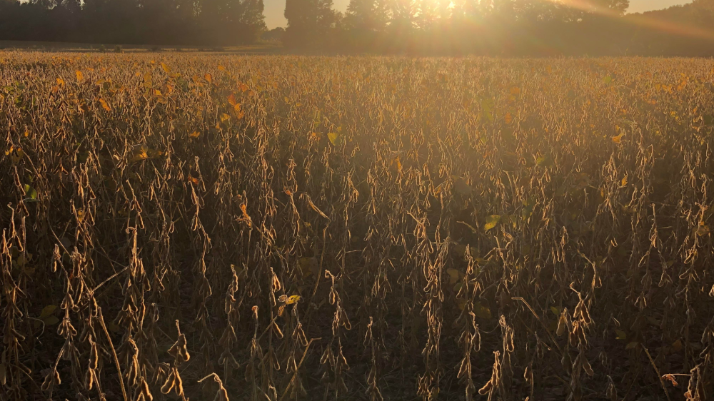 Chuvas recentes influenciam cotações agropecuárias em MS nesta terça, com foco na soja
