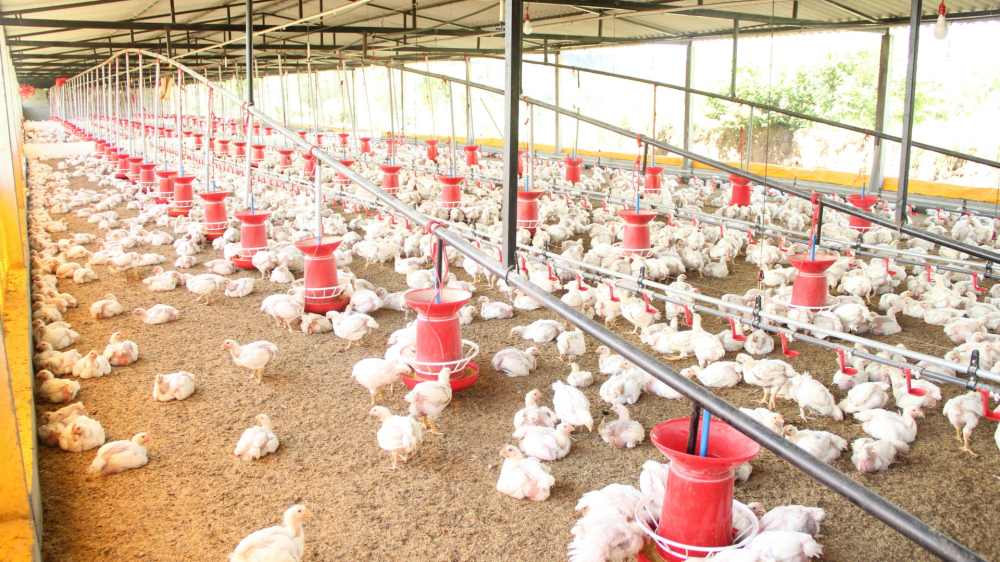 MS abre domingo com cotações estáveis no agro, equilibradas por chuvas leves e demanda global