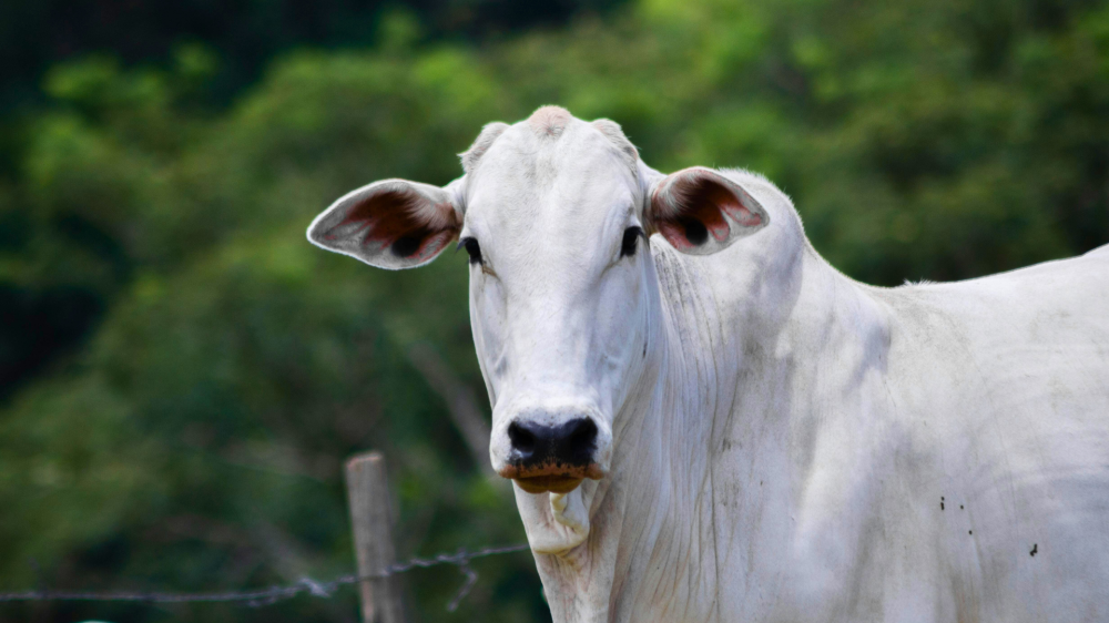 Chuvas recentes estabilizam cotações agro em MS nesta terça, com soja liderando exportações