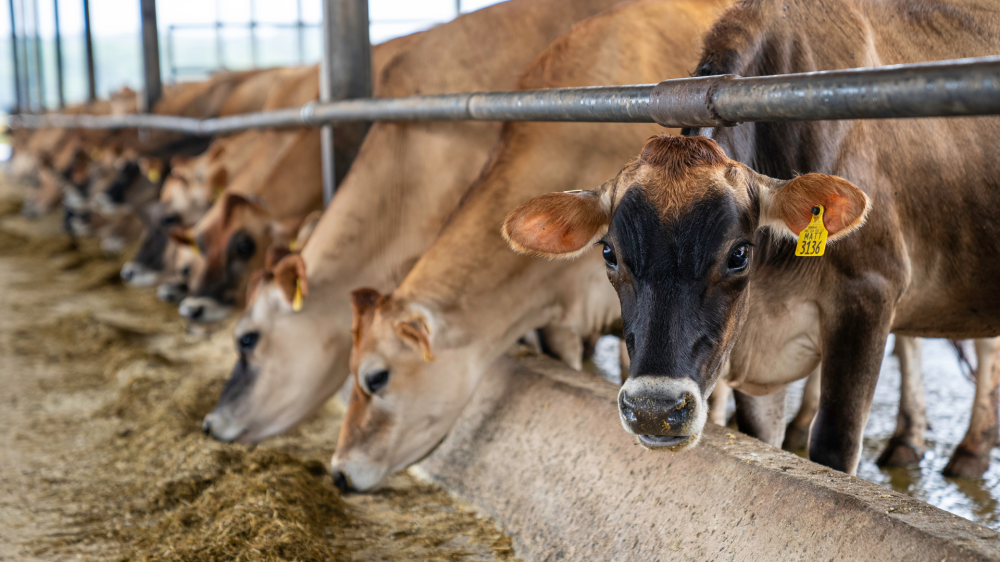 MS abre quinta-feira com cotações estáveis no agro, equilibradas por chuvas e demanda global