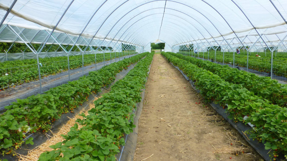 Mercado agropecuário de MS inicia sexta-feira firme, com soja em alta após alívio da seca