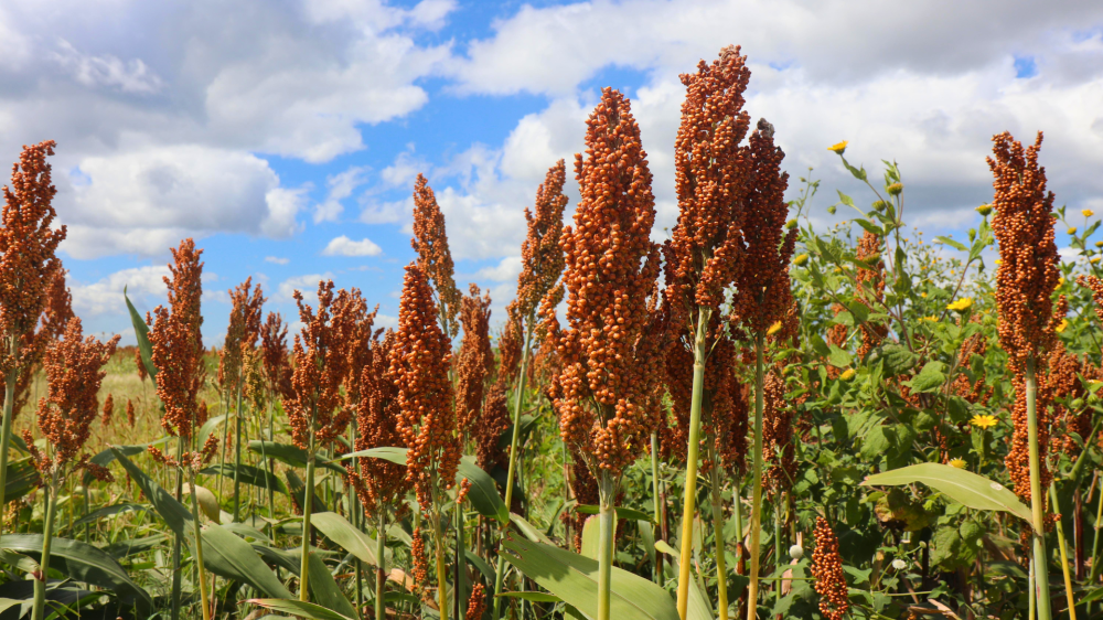 Soja impulsiona mercado, milho e sorgo sobem; ovos recuam com clima adverso