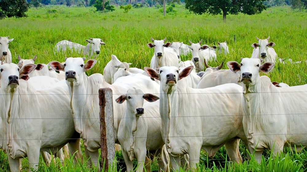 Cotações do Agro em MS: boi gordo, soja e milho estáveis nesta segunda-feira (18)