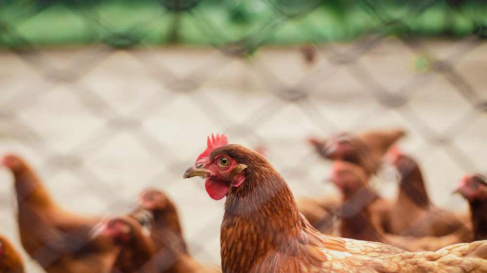 MS inicia esta terça-feira com cotações estáveis para gado, soja, milho, sorgo, frango, ovos e suínos