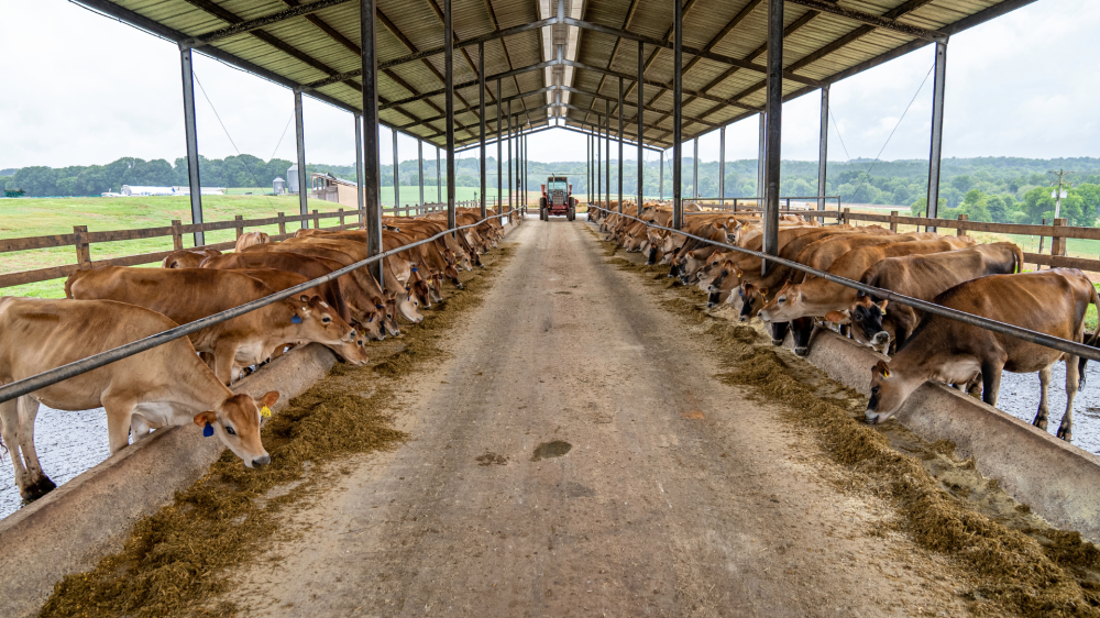 Soja mantém leve alta com demanda firme; milho e sorgo avançam e pecuária segue estável