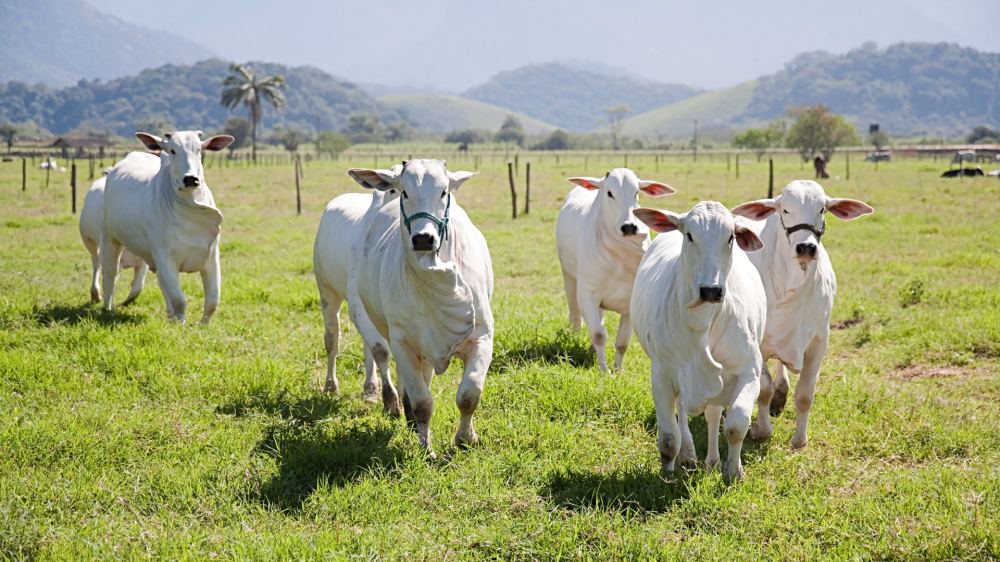 Cotações do dia: mercado agropecuário em Mato Grosso do Sul – 27/08/2025
