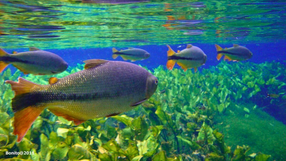 Ministério Público de MS apura danos ecológicos em Bonito devido à superlotação