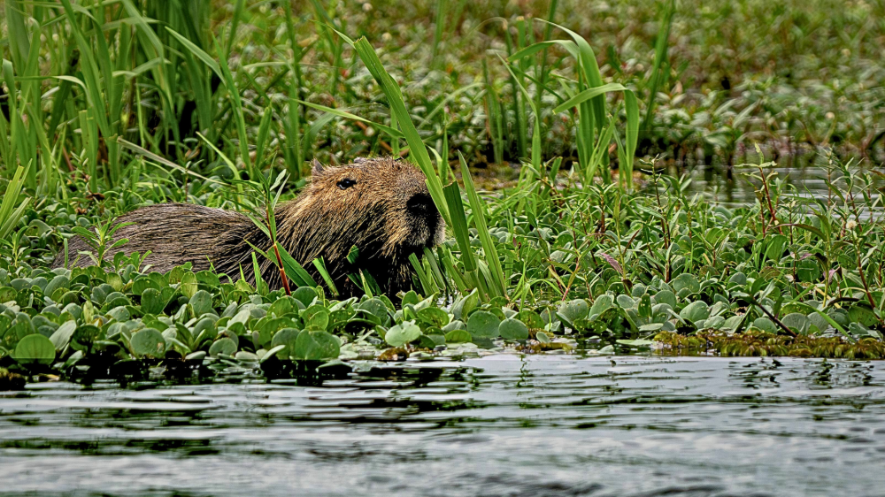 Pantanal é protagonista em campanha global inédita promovida pela National Geographic