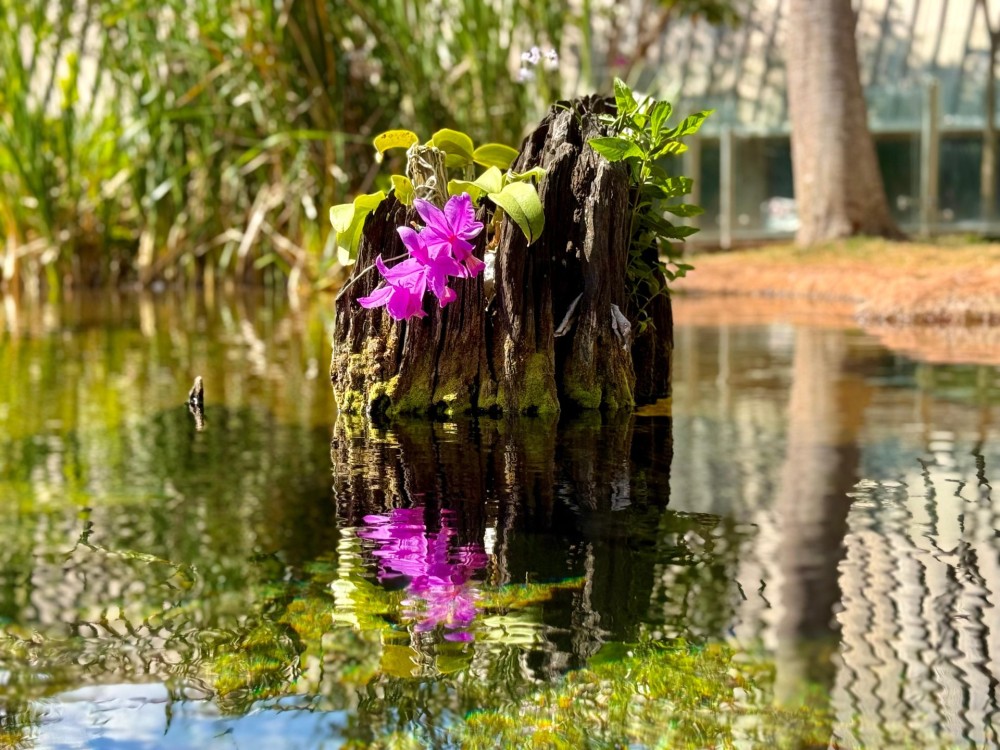 Cattleya nobilior, flor símbolo de MS, ganha espaço no Bioparque Pantanal