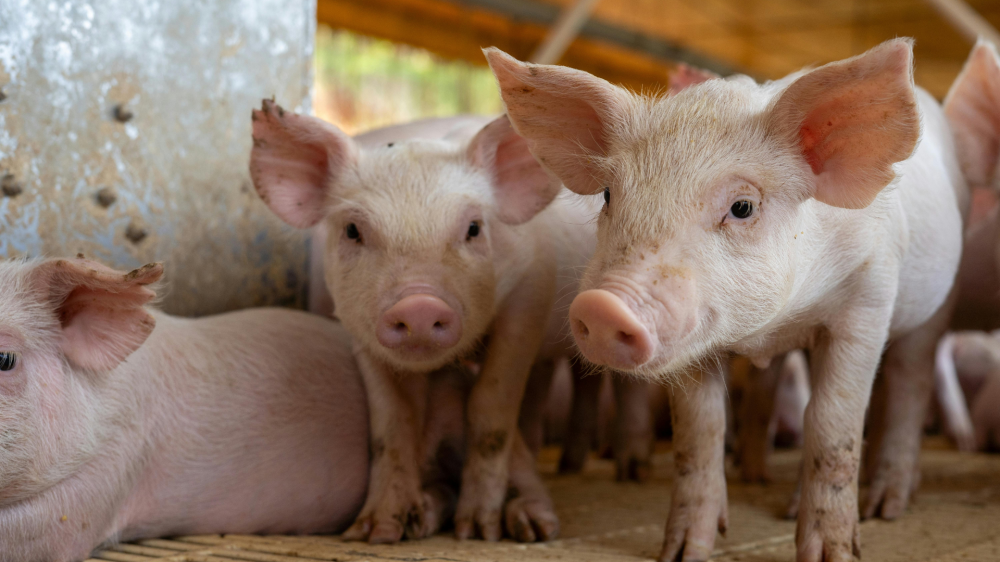 Cotações seguem estáveis no mercado agropecuário de MS neste domingo (7)