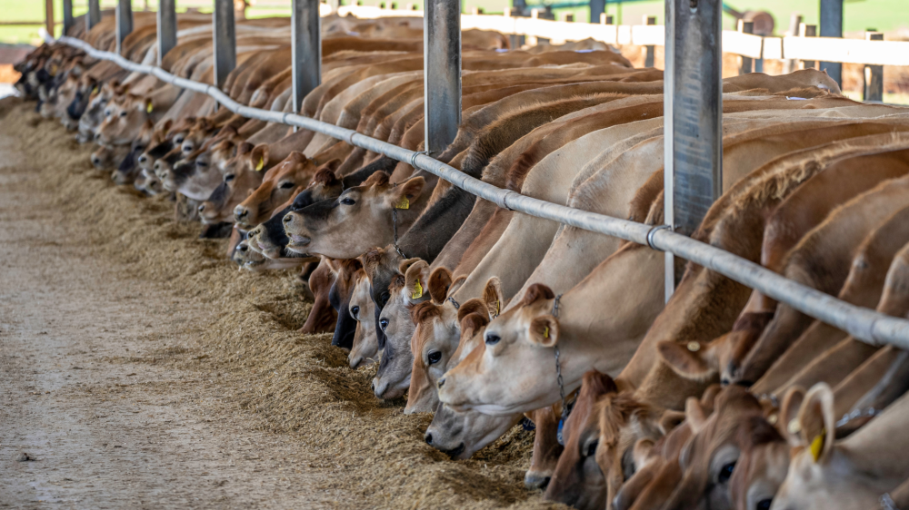 Estabilidade marca o agro de Mato Grosso do Sul nesta quinta (11)