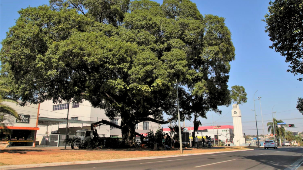 Semana da Árvore é marcada por celebrações e compromisso ambiental em Campo Grande