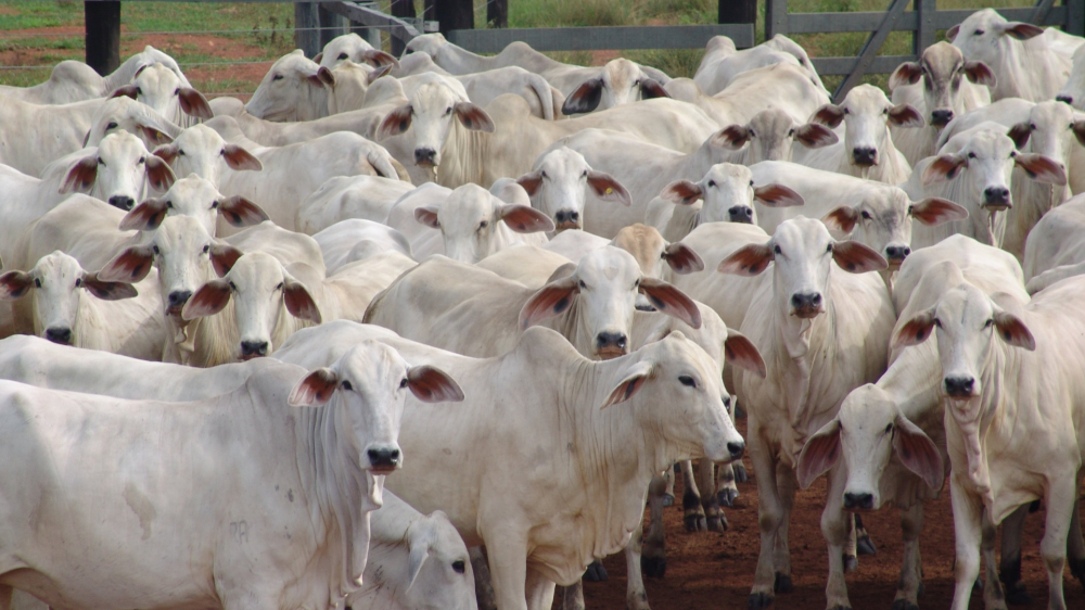 Demanda externa impulsiona soja; milho e sorgo reagem, frango e suínos acompanham mercado interno e ovos recuam