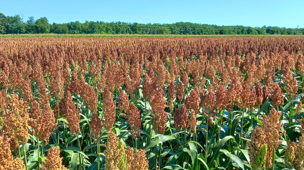 Sorgo preserva desconto e proteínas mantêm estabilidade na abertura do mercado em MS