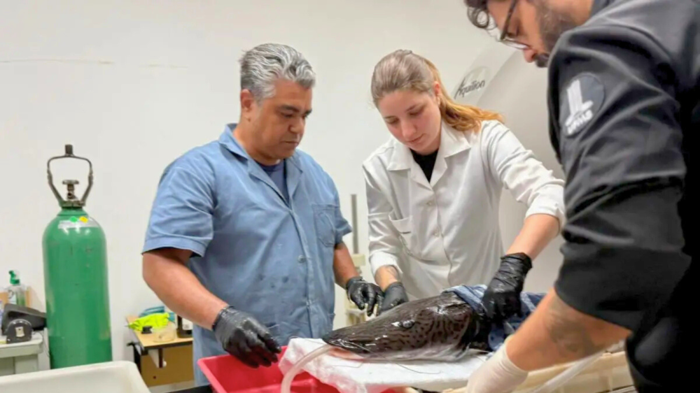 Bioparque e UFMS realizam primeira tomografia em cachara e avançam no diagnóstico de fauna aquática