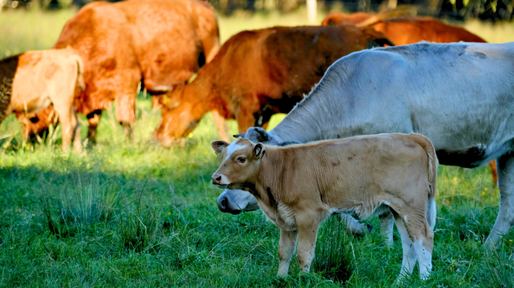 MS abre 21/09 com arroba estável e grãos sustentando bases; proteínas de ciclo curto mantêm viés lateral