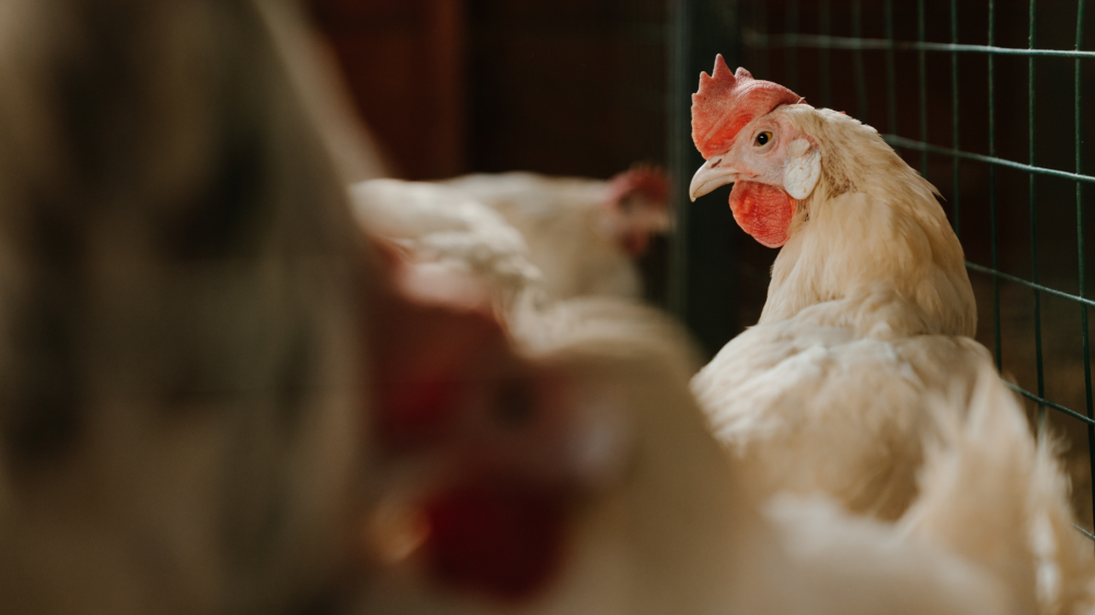 Cadeia de frango é amparada por exportações; milho estável sustenta custo de ração em MS