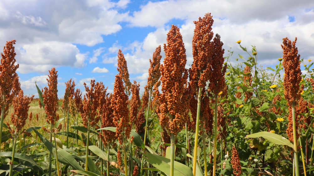 Sorgo competitivo, milho estável e suínos com leve alta anual marcam o dia em MS