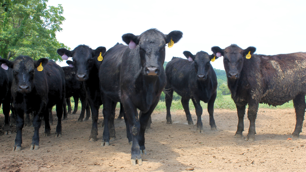 MS abre 26/09 com arroba firme, soja reage e grãos em compasso lateral; proteínas acompanham custos da ração