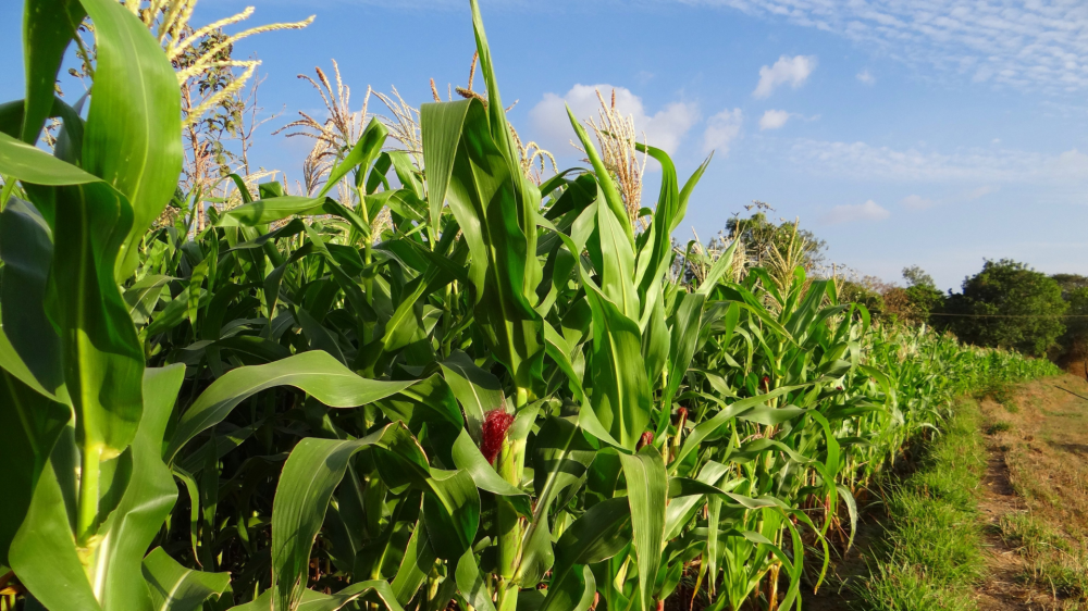 Sorgo competitivo, milho estável e suíno valorizado no ano marcam a segunda no MS