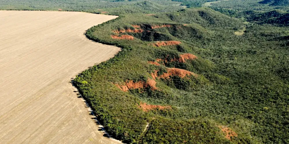 Cerrado Perde Área Equivalente a Milhares de Maracanãs em Superfície Hídrica